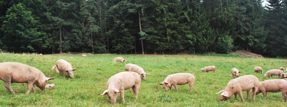 Strenger Als Das Gesetz Pionierprojekte In Artgemasser Tierhaltung Bei Ja Naturlich Ja Naturlich